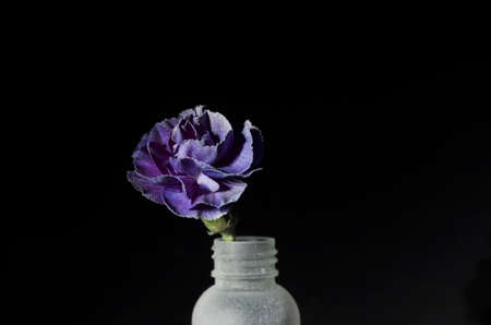 Frostyの写真素材