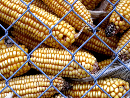 corn