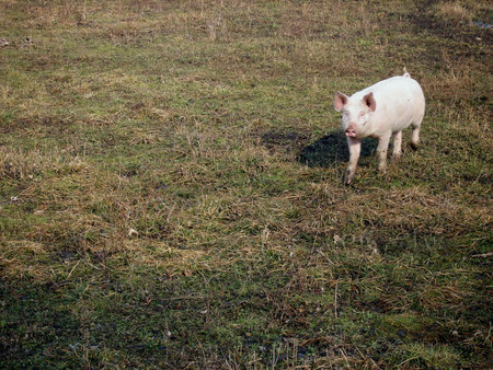 pig