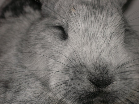 rabbitの写真素材