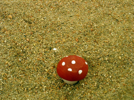 fly agaricの写真素材