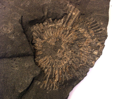 fossil