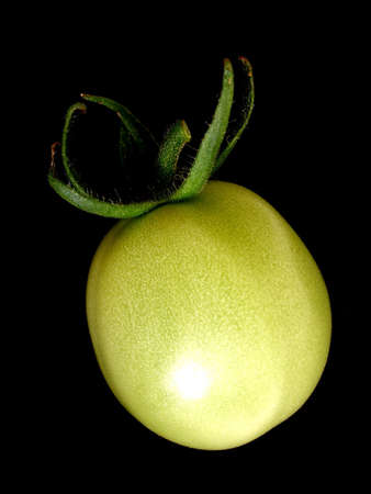 tomato       の写真素材