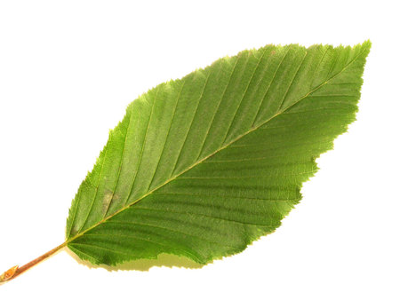 beechの写真素材