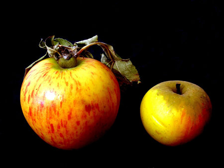 apples        の写真素材