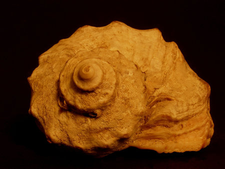 shell