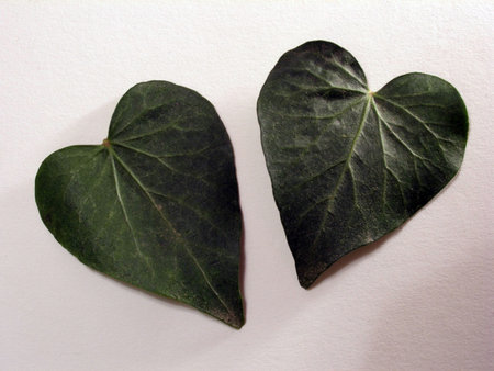 ivy      の写真素材