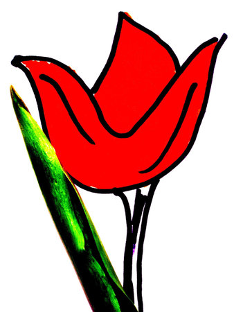 tulip   の写真素材