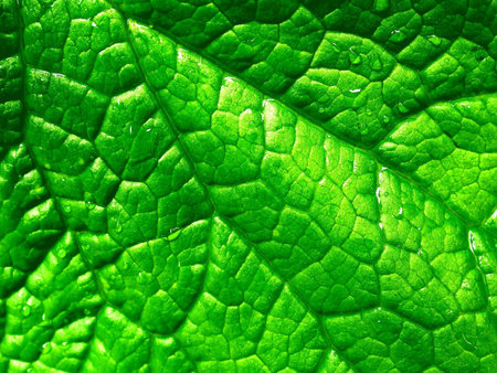 leaf