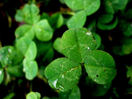 clover