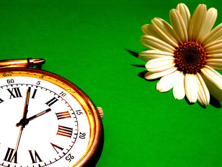 flower time   の写真素材