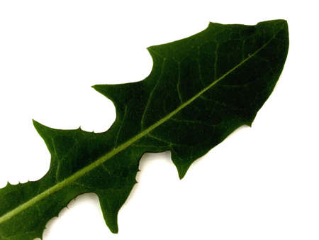 dandelionの写真素材