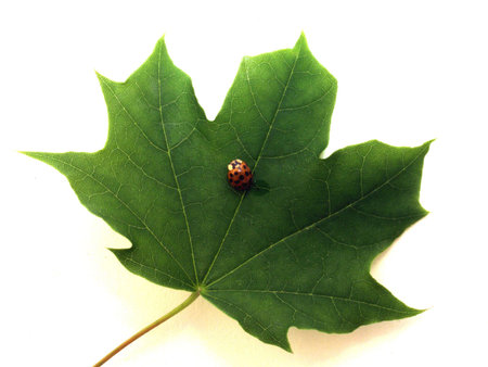 beetle      
