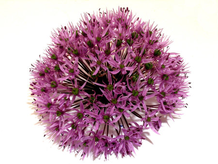 alium 