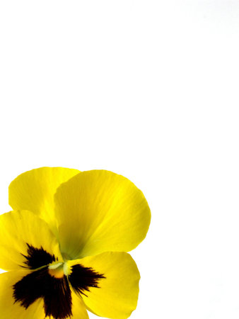 viola      の写真素材