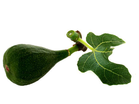 fig         の写真素材