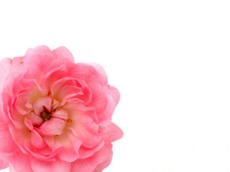 rose        の写真素材