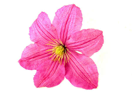 clematis        の写真素材