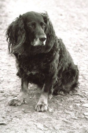 old dog