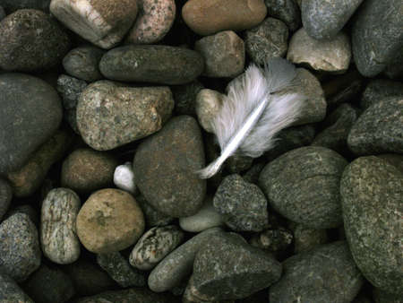 feather   の写真素材