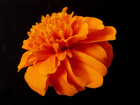 marigold   