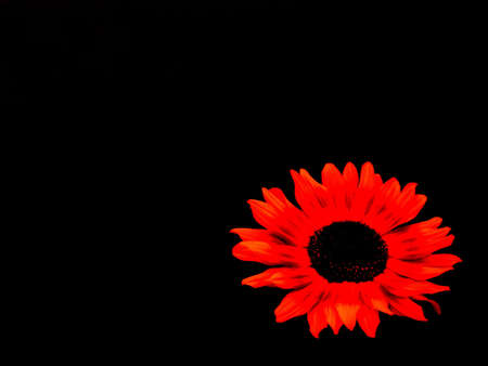 flower の写真素材