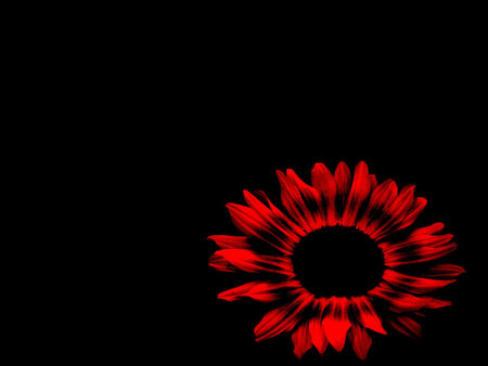 sunflowerの写真素材