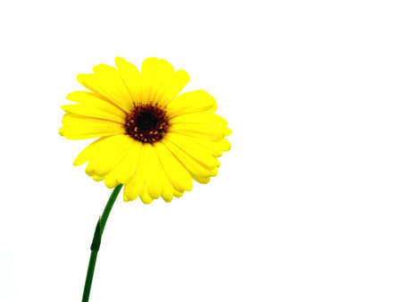 marigoldの写真素材