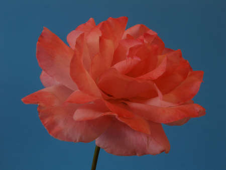 rose    の写真素材