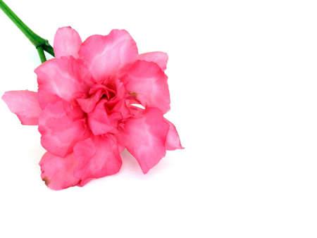 oleander         の写真素材