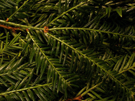 branches