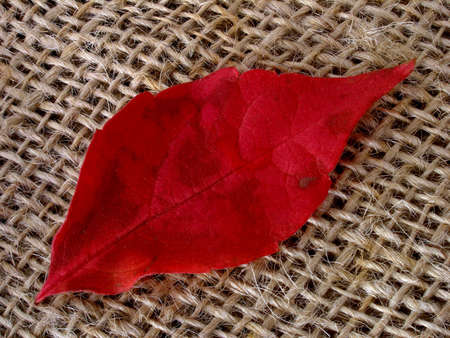 autumn leaf      の写真素材