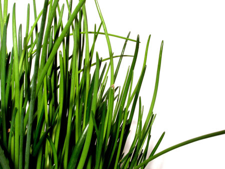 chive      