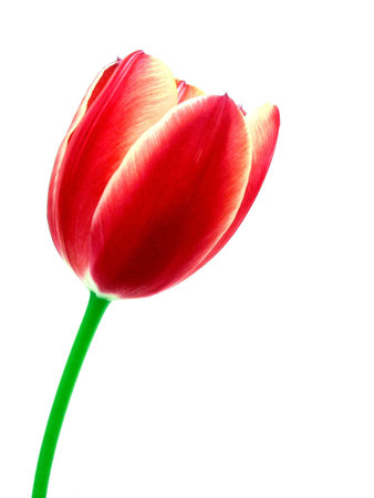 tulipの写真素材