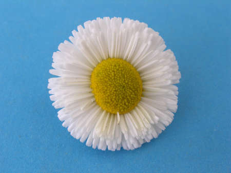 flowerの写真素材