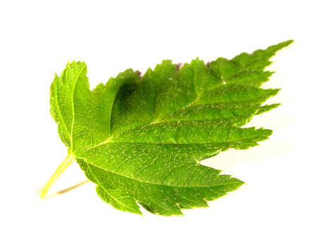 leaf