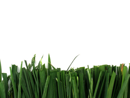 grassの写真素材