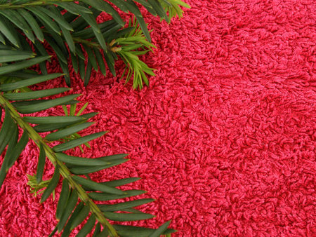 evergreenの写真素材