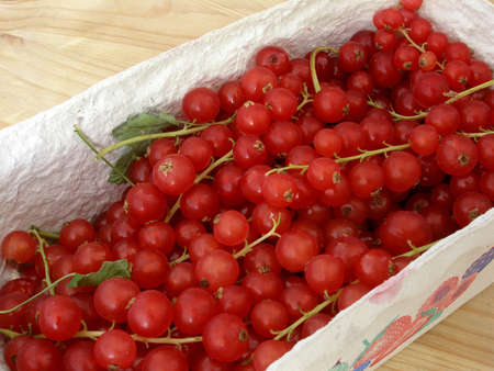 currant     の写真素材