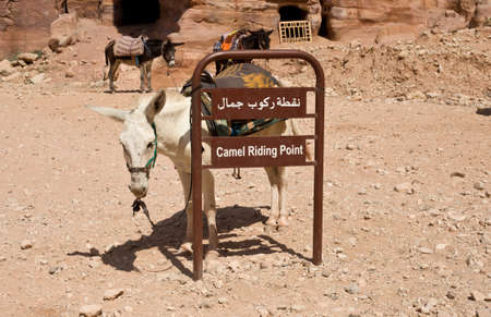Tired donkey for riding with tourist, Petra, Jordanの写真素材