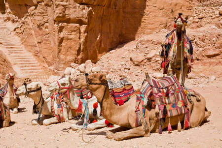 Camels for riding with tourist, Petra, Jordanの写真素材