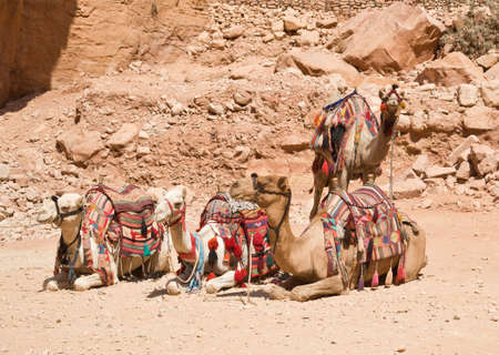 Camels for riding with tourist, Petra, Jordanの写真素材