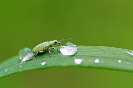 Green beetle sitting on a leaf between two water dropsの写真素材
