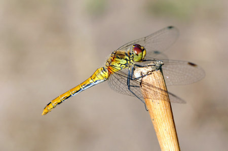 Dragonfly macro