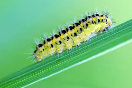 Macro of caterpillarの写真素材