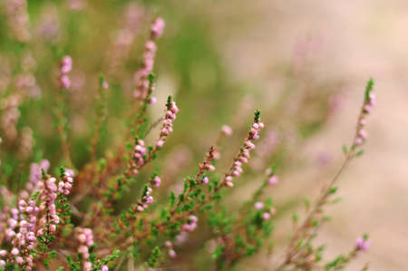 Heatherの写真素材