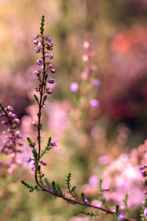 Single heather flower with other flowers blurred in the background with colorful bokehの写真素材