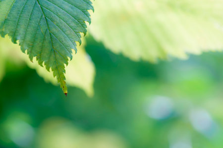 Nature background with leaves on top