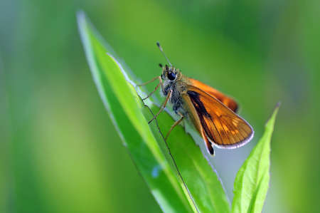 Butterfly on a leaf macroの写真素材