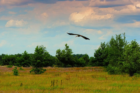 Stork flying over meadows rural landscape